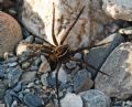 Dolomedes sp.